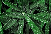 Dewdrops on Lupine Leaves